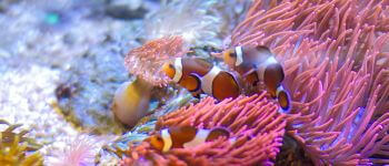 Aquatic System