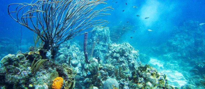 Freshwater and Habitat Enhancement Freshwater and Habitat Enhancement