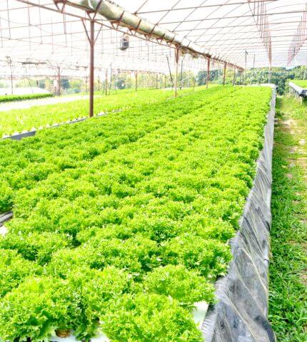 Hydroponic Clay Balls