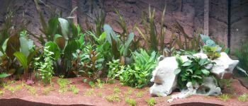 Reptile Habitat and Terrarium Accessories