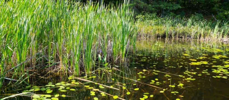 Constructed Wetlands
