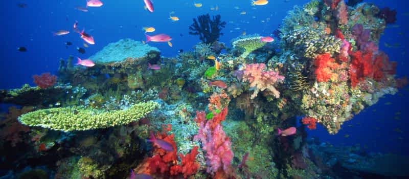 Habitat Restoration Habitat Restoration