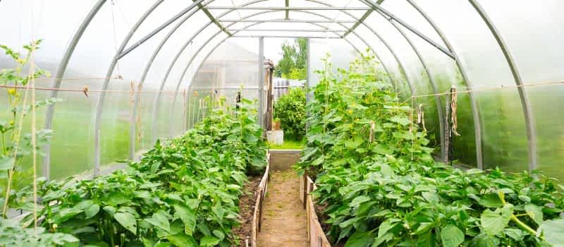 Horticultural Lightweight Fill Horticultural Lightweight Fill