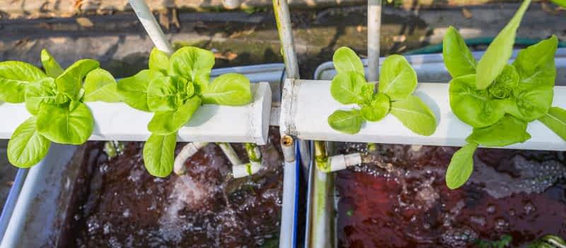 Hydroponic Systems Hydroponic Systems