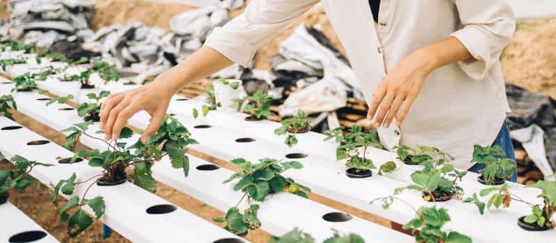 Soilless Agriculture Soilless Agriculture