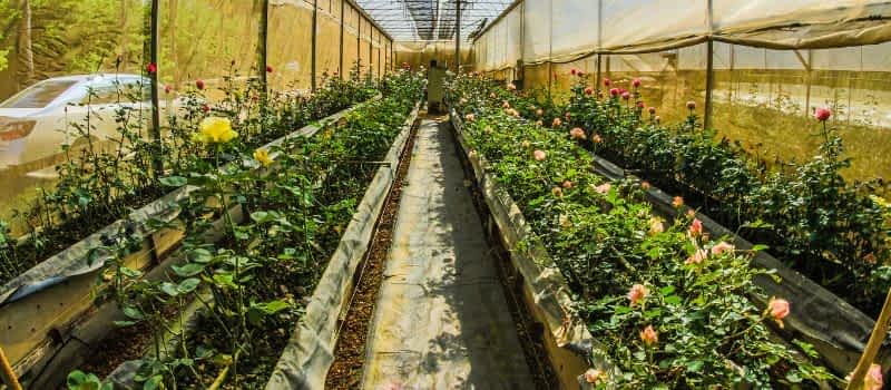 Vertical Farming Vertical Farming