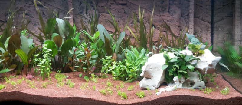 Terrarium Substrate Terrarium Substrate