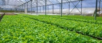 ECA Agriculture and Plant Systems