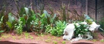 Reptile Habitat and Terrarium Accessories