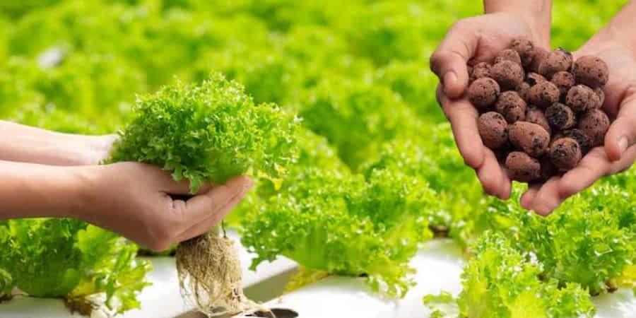 Expanded Clay Aggregate for Hydroponics in Australia & New Zealand 14 Hydroponic Clay Pebbles